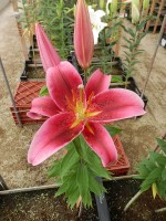 [4526 VH02 No02.JPG]